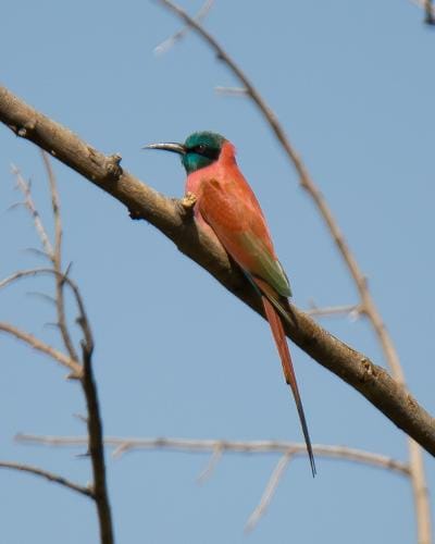 Bale Mountains Ethiopia