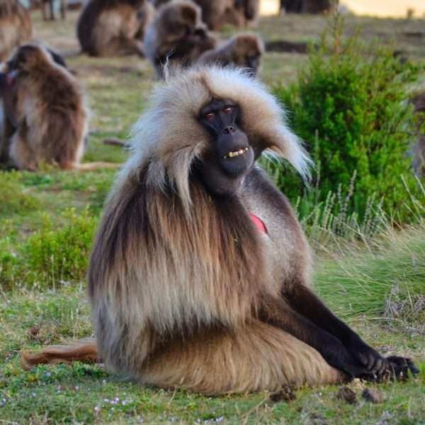 hike in the Simien Mountains national park