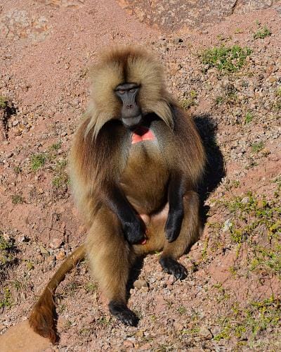 Simien Mountains Ethiopia