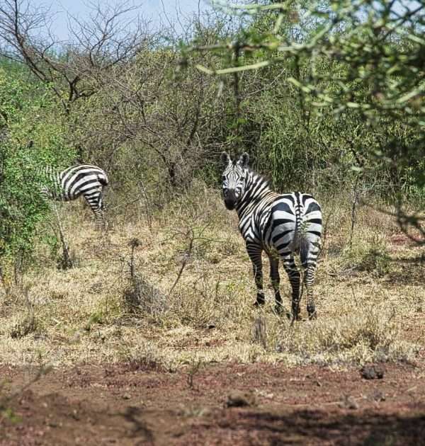Visit the Bale Mountains National Park