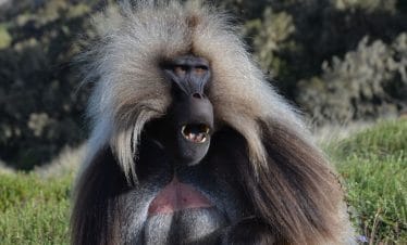 Ethiopia Highlights Tour