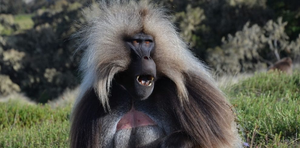 Ethiopia Highlights Tour