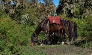 Bale Mountains & Rift Valley Tours