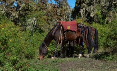 Bale Mountains & Rift Valley Tours