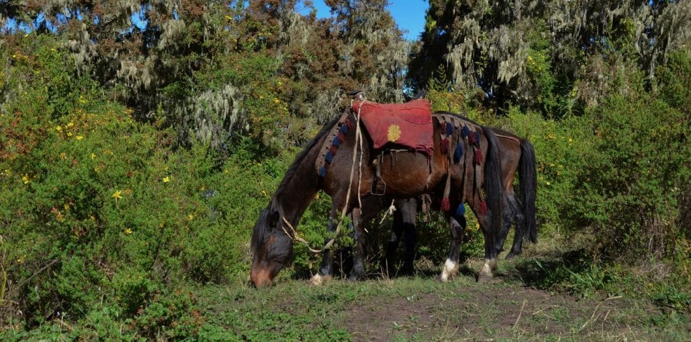 Bale Mountains & Rift Valley Tours