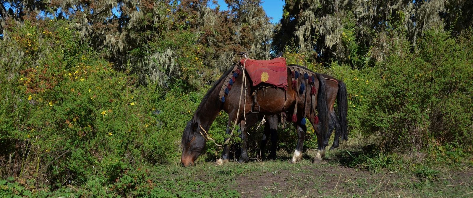 Bale Mountains & Rift Valley Tours